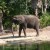 An African elephant goes to take a drink An African elephant goes to take a drink