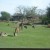 Various animals get used to each other and to the safari visitors. Various animals get used to each other and to the safari visitors.