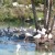 We pass a flock of flamingos. We pass a flock of flamingos.