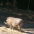 Warthog! Warthog!