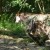 The shy okapi up close The shy okapi up close
