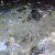 So many fish. So many fish.