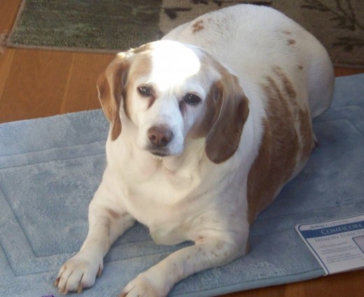 Little Sally needs a forever home