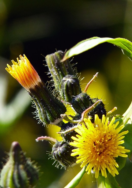 Dandelion
