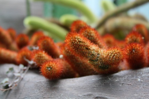 The conservatory allows enough heat and light to grow cacti normally found in hot, arid climates.