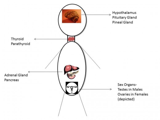 Major endocrine organs and their general location in the body. 
