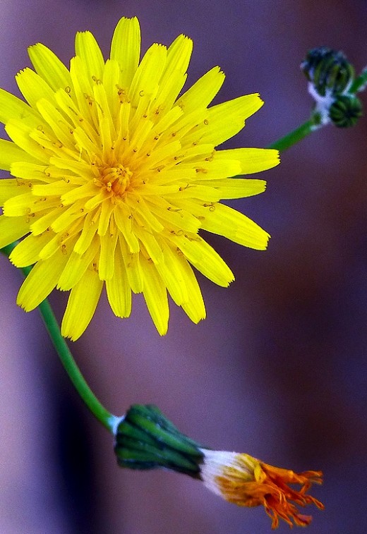 Dandelions on the waste land