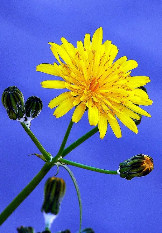 Dandelions on the waste land