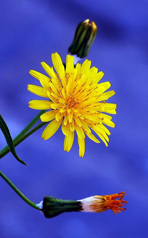 Dandelion on the waste land