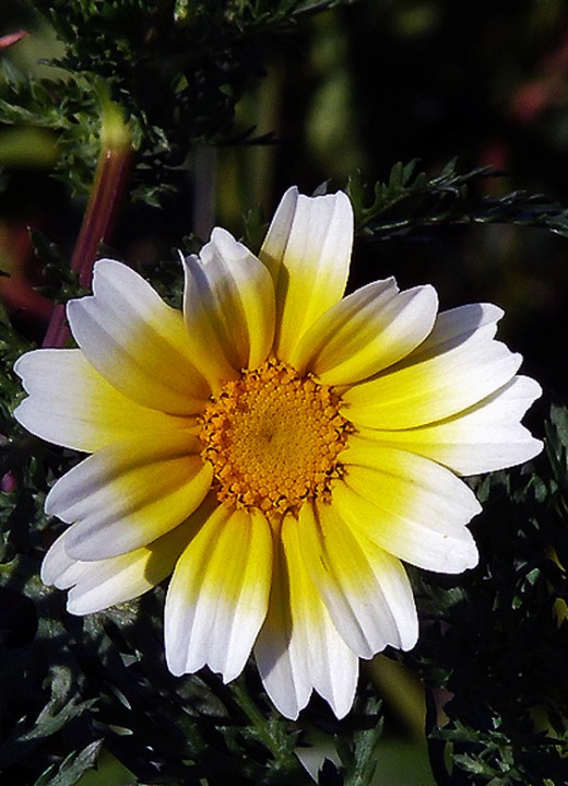 Large Daisy like flower