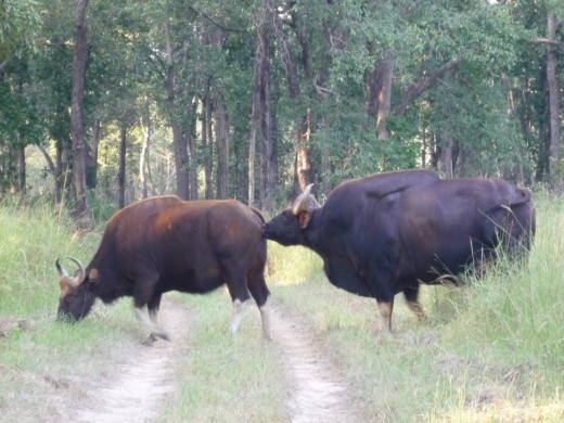 Bisons at pench