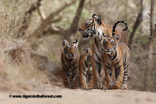 Tigress and cubs - Family