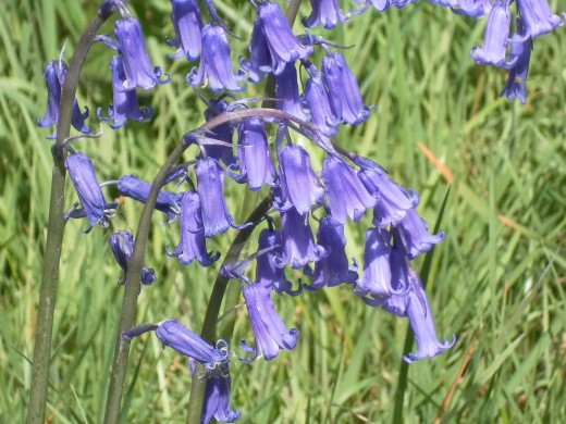 Bluebells 