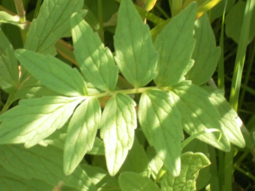 Greater Burnett Saxifrage Leaf