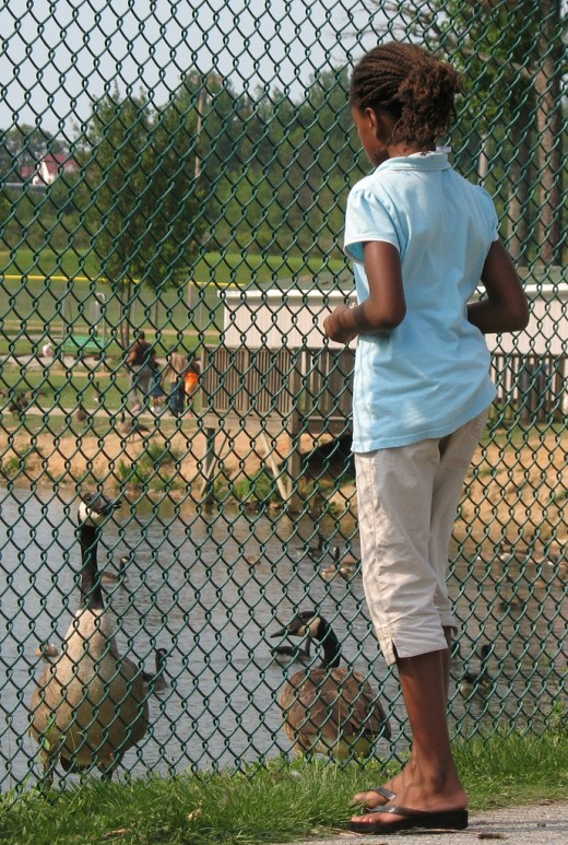 Young Girl Feeds Geese