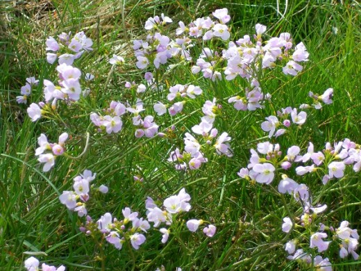 Cuckoo Flower