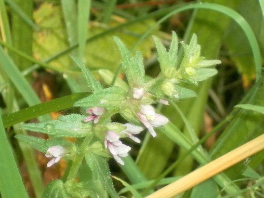 Lesser Skullcap