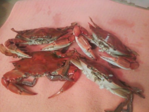 We caught these blue crabs.