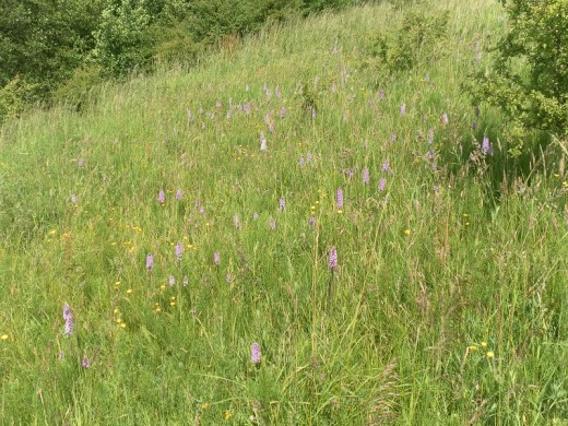 A Grassy Bank near Burnley, Lancashire, with Abundant Common Spotted Orchids