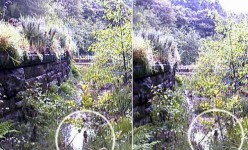 More Real Fairy Pictures & Stories: Do You Believe in Faeries?