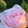 hahsiam profile image
