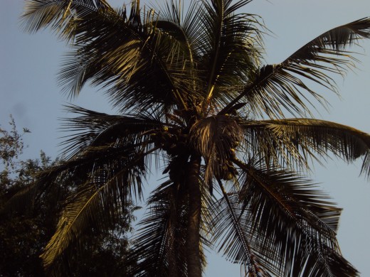 Coconut tree