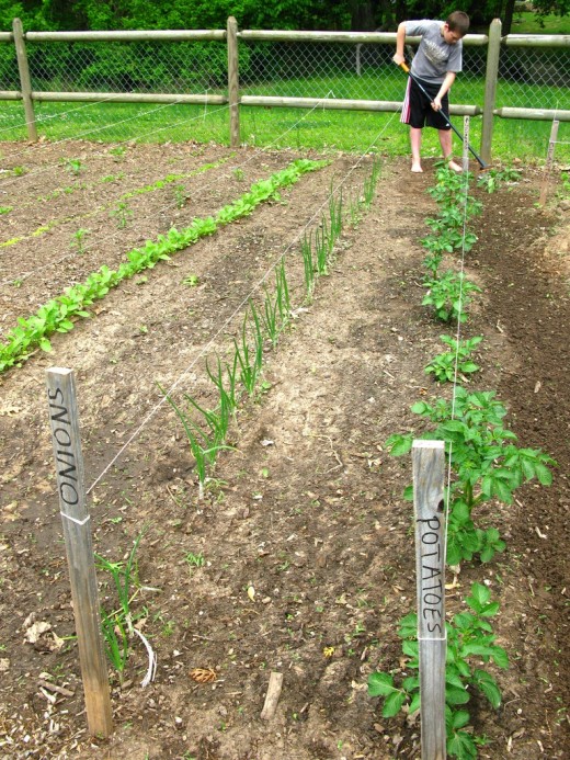 child weeds the vegetable plot