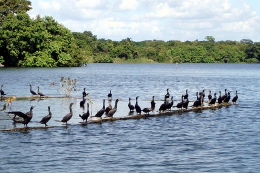 Close up of cormorants on a wall of a submerged island.  The lake was very high at the time.