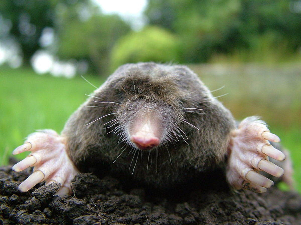 How can you get rid of moles and voles in your yard?