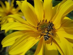 Honeybee collecting nectar