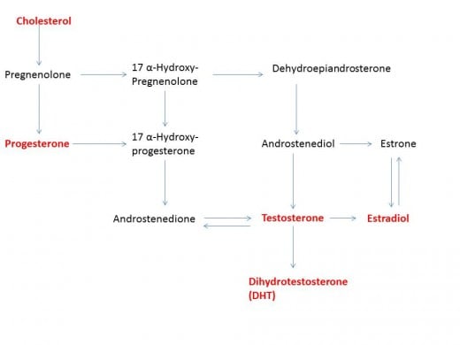 Formation of sex hormones, red indicates hormones mentioned in the text.  Adapted from Porterfield source (sources available upon request).