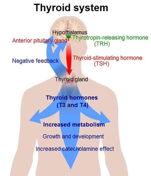 Overview of Thyroid System. Source: Mikael Häggström, Wikimedia Commons, Public Domain.