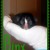 This is the kitten my sister had. She named him Binx after the cat on the movie Hocus Pocus. This is the kitten my sister had. She named him Binx after the cat on the movie Hocus Pocus.