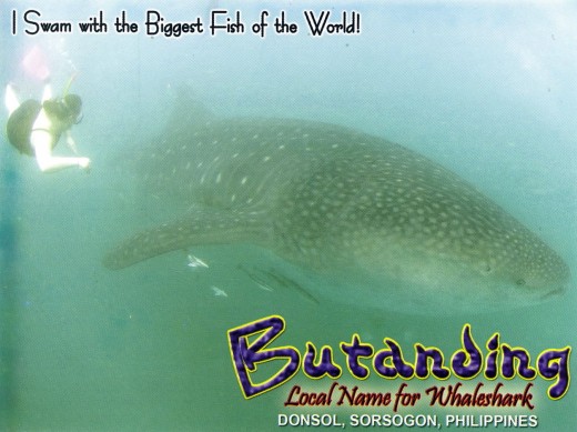 post card bought after the Whale Shark Interaction tour