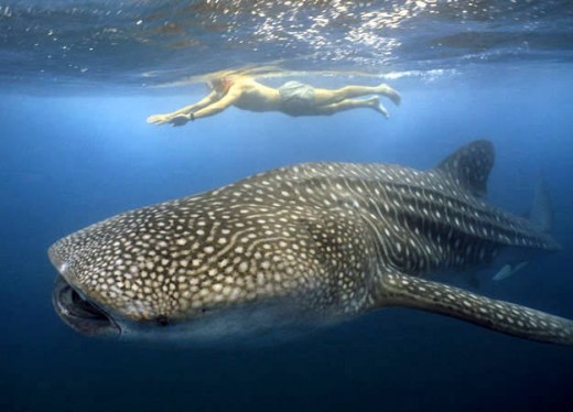 Whale sharks are locally called as 'Butanding'. They are the biggest fish in the world and NO, they do not eat humans. Instead they are filter feeders and eat only species such as krill and plankton.
