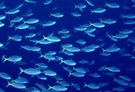 Blue fish swims in a school of fish, unlike white fish who swims alone between rocks like "the lone ranger"