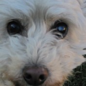 shabbygirls profile image