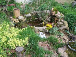 How to Build an Inexpensive Pond