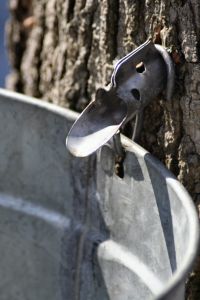 A spile and bucket collect the sap as it flows from the tree 