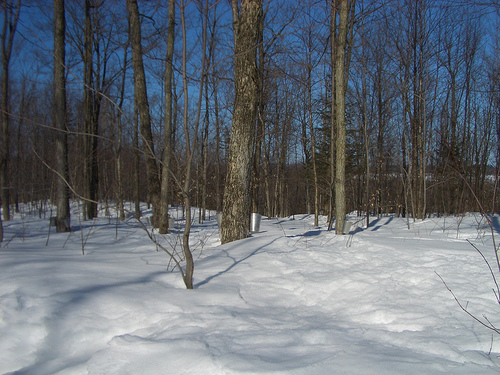A sugar bush in full production.  You will require about 40 quarts of sap to make 1 quart of syrup