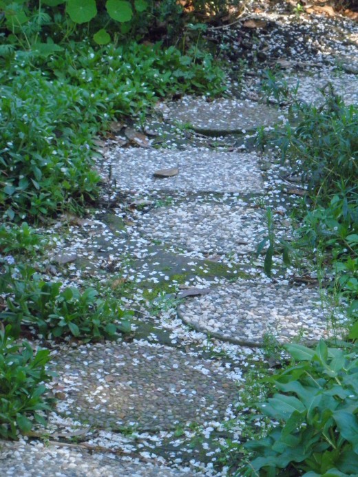 One of the paths at Shinn Park