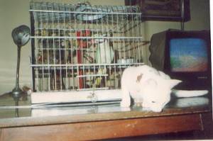 Pets need space.