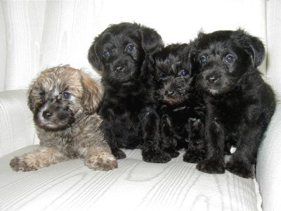 schnoodle (c) Schnoodles Of Bexley