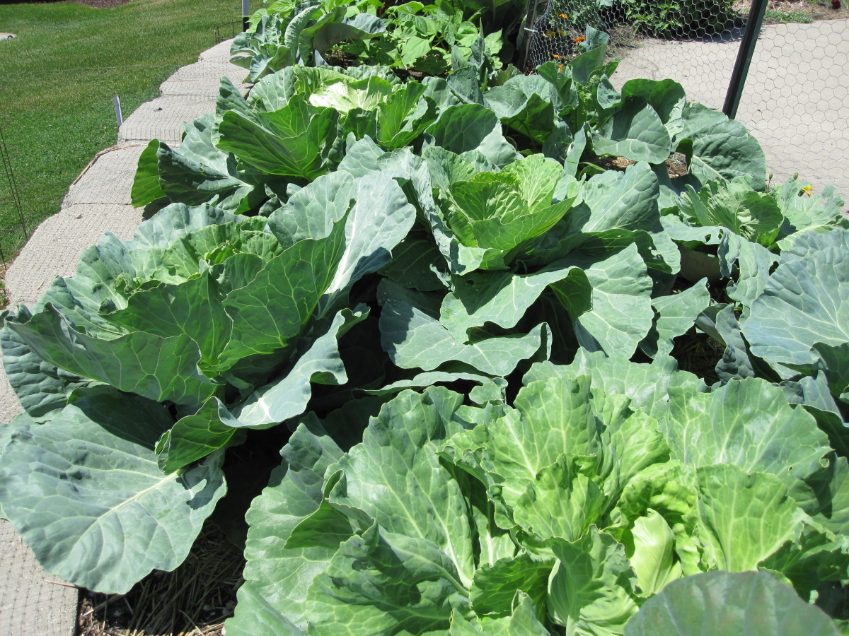 A cabbage patch in early June.