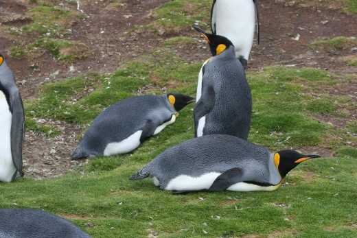 King Penguins lying down