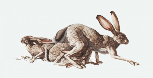 A pair of jackrabbits, actually a kind of hare. Note their long back legs and tall ears.
