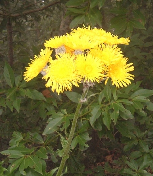 Canary Island Sowthistle (Sonchus) flowers. Photo by Steve Andrews
