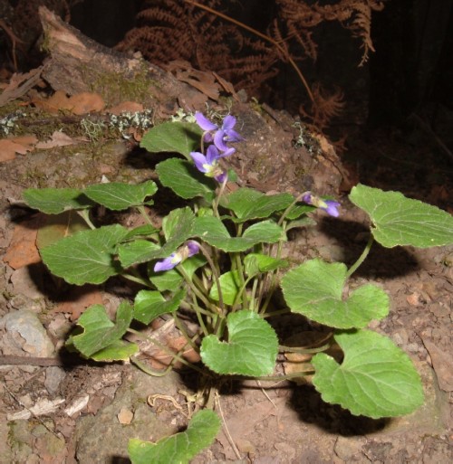 Violet (Viola odorata) in the Monte del Agua woods. Photo by Steve Andrews