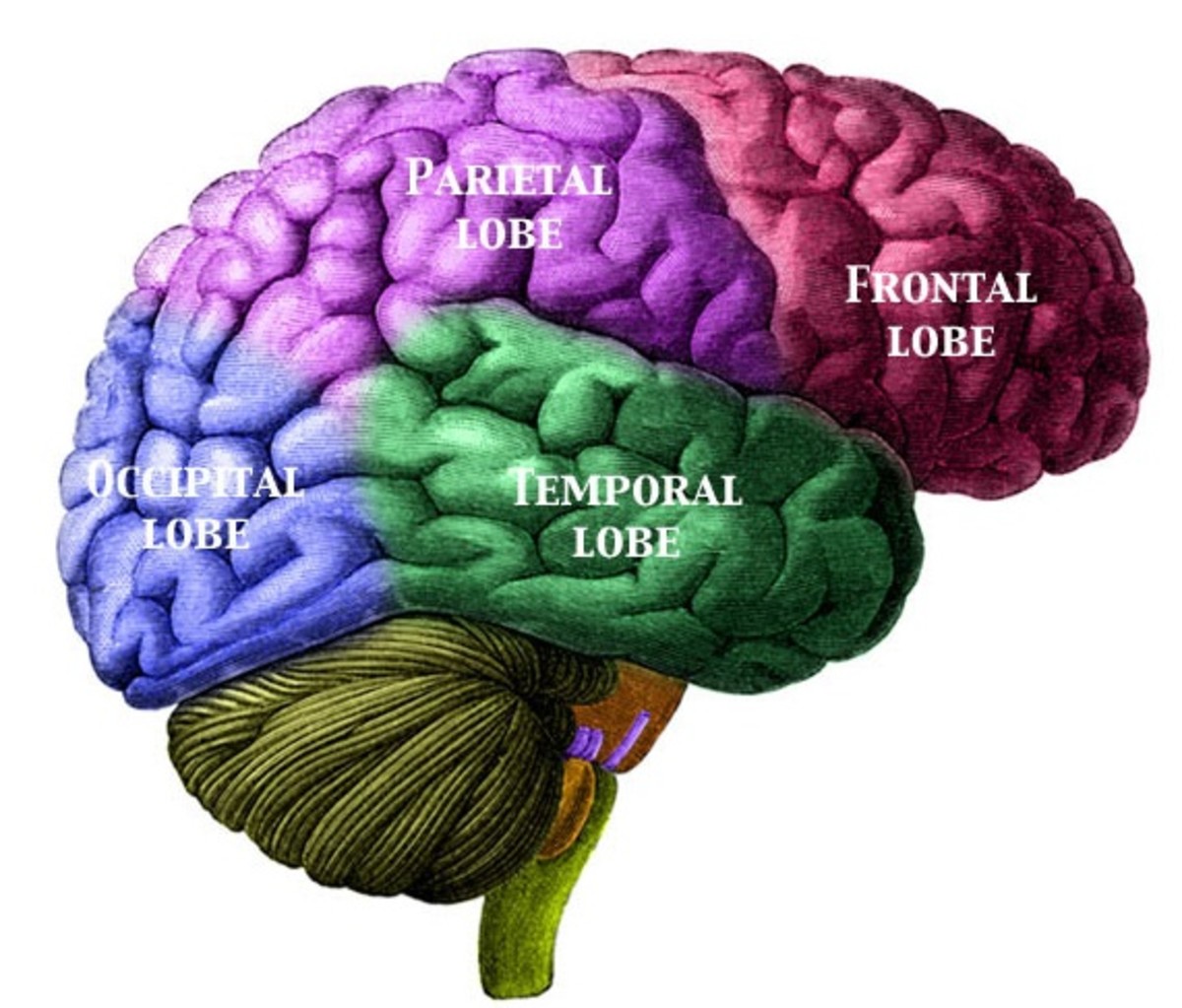 Right side of brain from Manuel de L'Anatomiste Morel and Duval 1883