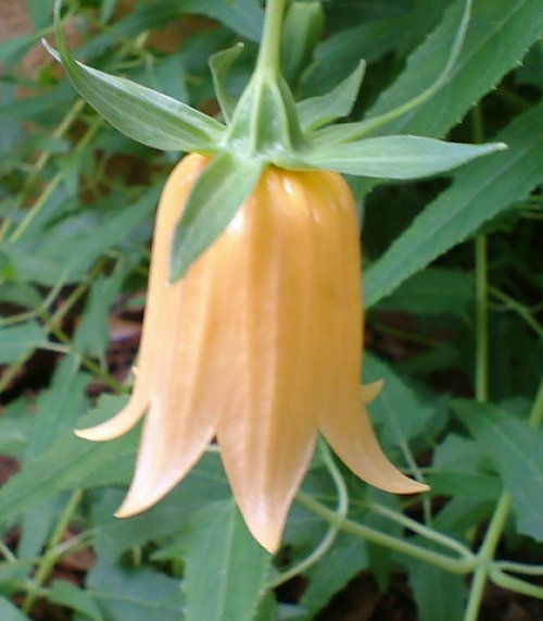 Canary Island Bellflower . Photo by Steve Andrews